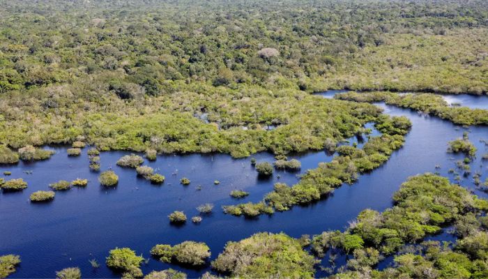  Quase todos os biomas registraram redução do desmatamento em 2024 